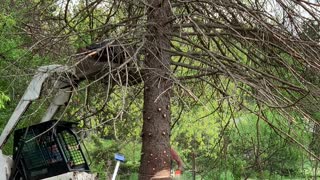 Squirrel Flies from Falling Tree