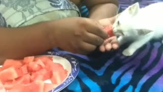 Kitten eats watermelon