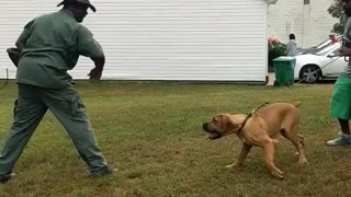 5 month old African Boerboel doing some personal protection work.