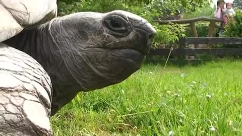 Funny Turtles - When Leaves The Cage - Please Turn Up your Speaker