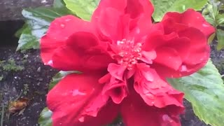 Beautiful red tropical hibiscus flower with raindrops, known as red dragon [Nature & Animals]