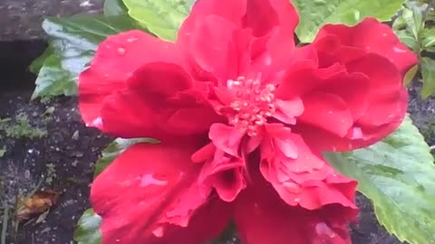 Beautiful red tropical hibiscus flower with raindrops, known as red dragon [Nature & Animals]