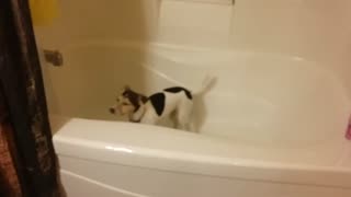 Stinky Puppy Wants a Bath