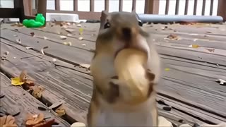 Greedy squirrel's mouth is stuffed with peanuts