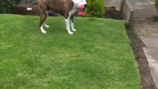 Cute dog going crazy with her toy