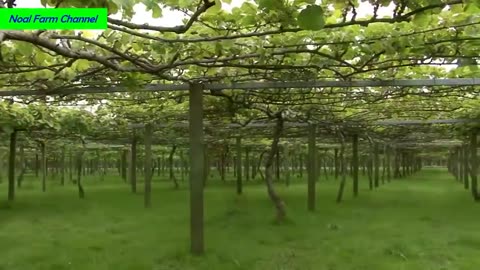 Kiwi Fruit Harvesting Picking and Packing - Amazing Agriculture Kiwi Farm Technology