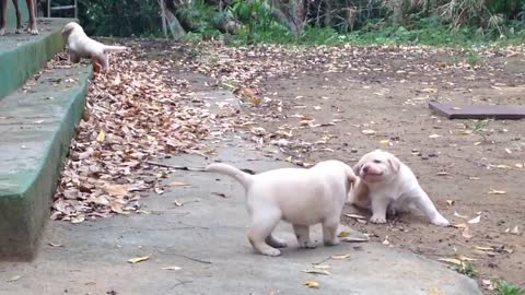 FUNNY FUN LABRADOR PUPPIES