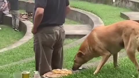 dog stealing food 🤣