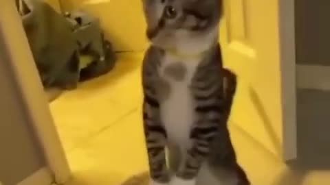 Cat Surprised 😲