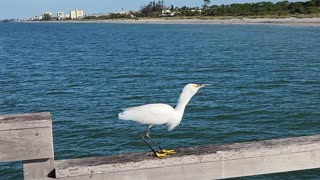 Egret catches a fish and eats it!