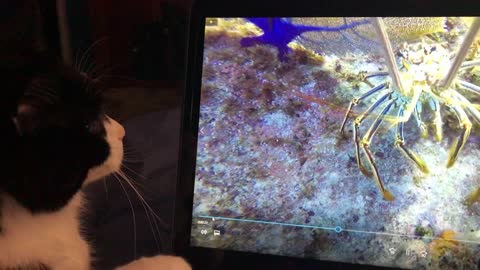 Cat Is Fascinated By Giant Lobster On Computer Screen