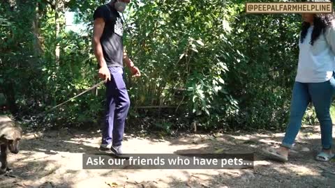 Dogs vs Humans:| How to handle stray dogs