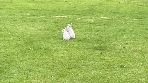Do you think it's a real white rabbit