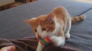 Cute Kitten Is Obsessed With Playing Fetch