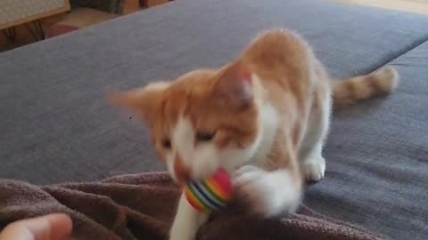 Cute Kitten Is Obsessed With Playing Fetch
