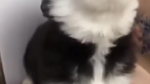 Cute Baby Husky howling!