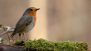 robin forest bird
