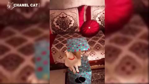 Funny and Cute moments ChanelCat Playing befor sleeping