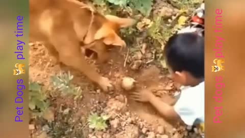 Pet Dogs 🐕 play time with kids,ball and monkey-funny