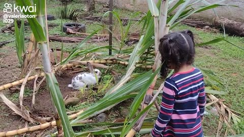 Minha filha ama coelhos
