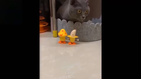 Kitten playing ping pong, cute and funny animals, try not to laugh