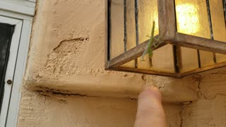 Preying Mantis in Arizona