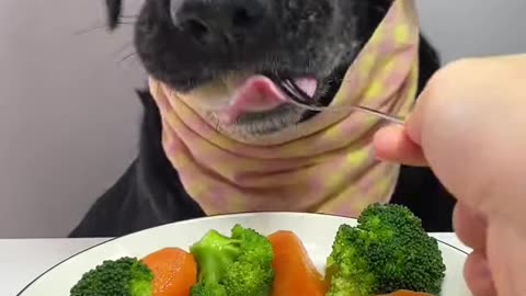 Labrador eats dumplings, cute pet debut plan, dog, oh my god, it smells so good, the daily life of