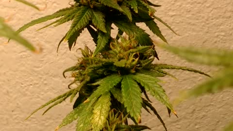 Weed plant marijuana 420 9 weeks flower