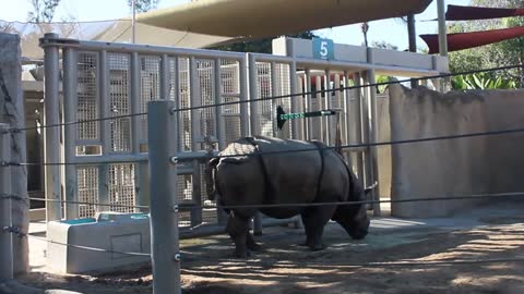 Rhinoceros peeing