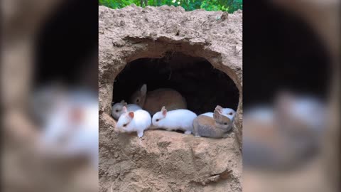 These adorable bunnies are sure to make your heart melt!