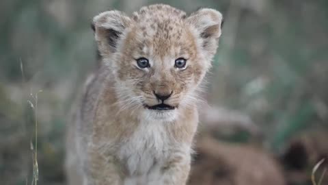 Cute baby lion