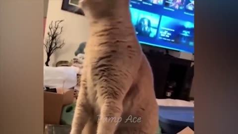 FUNNY VIDEOS TO ANIMALS😂😂