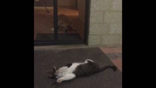 Cat Refuses to Let Dog Go Outside