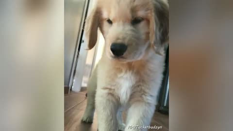 Cute and Funny Golden Retriever Puppy video