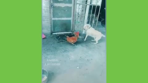 OMG! Watch These Brave Rooster Pick Fights With Dogs