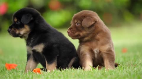 cute puppies playing