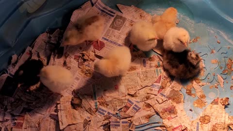 Baby Chicks batch 2