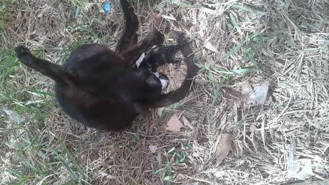 My kitten gives birth in front of the door of the house / I have given birth to three kittens