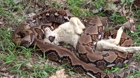 What if you were swallowed by a python like this goat