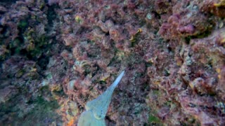 Young Cuttlefish Hunts For Dinner