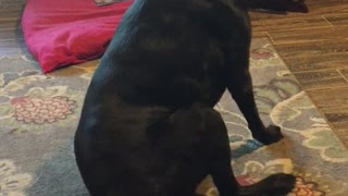 Dog Version of Sit & Spin