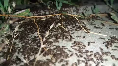 Just thousands of ants