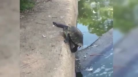 A Turtle Trying to Climb Up and Then Fell.