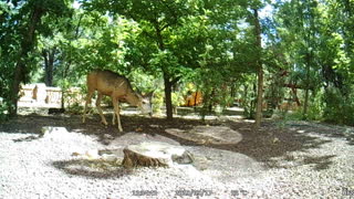 Deer Eating Apples in my Backyard!