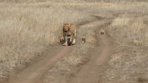 lion cub children follow their mother - one says NOPE