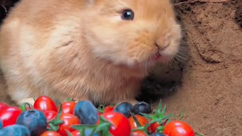 The little rabbit eats cherry tomatoes #cutepet #rabbit