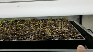 Update On Indoor Sown Peppers, Tomatoes, Basil, & Dill