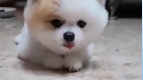 Cute doggo drools over a treat