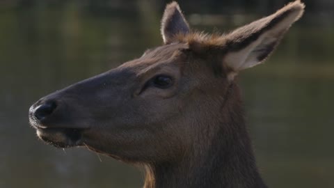 Close Up Side Profile Elk In The Water