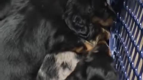 Puppy was having a nightmare until his sister came.